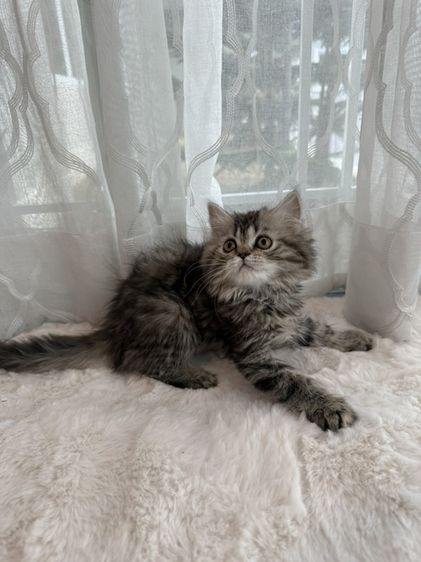 สก็อตติช+มัชกิ้น รูปที่ 9