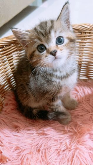 ลูกแมวสก็อตติช รูปที่ 4