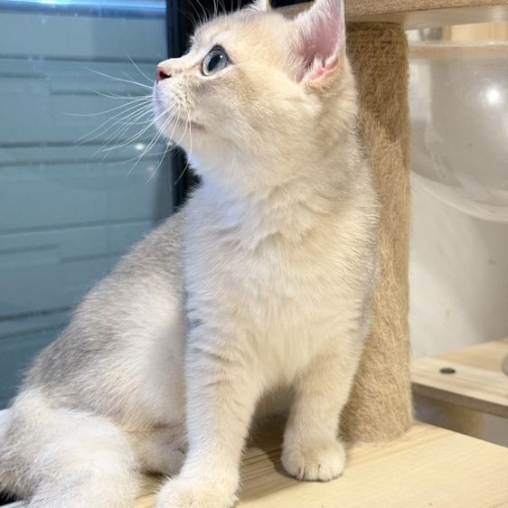 บริติช ชอร์ตแฮร์ (British Shorthair) แมวบริติช