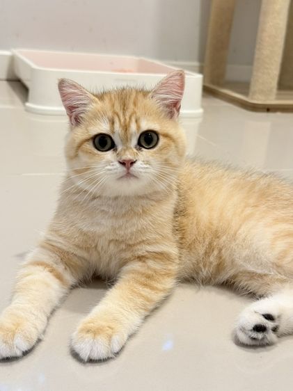 บริติช ชอร์ตแฮร์ (British Shorthair) แมวบริติชชอร์ตแฮร์