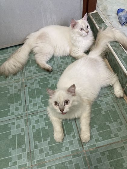 แมวฝาแฝด คู่ละ 1500