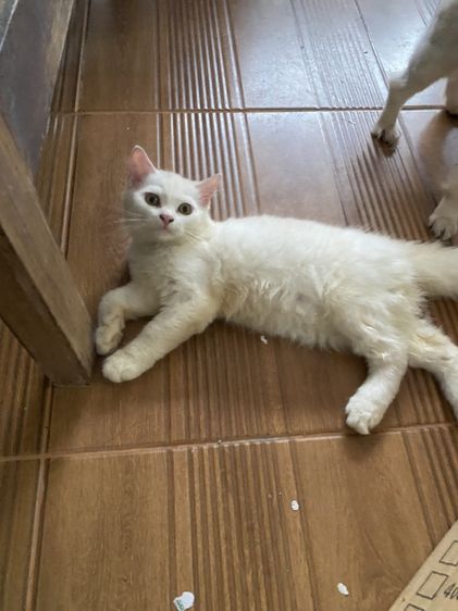 อื่นๆ สก๊อตติชผสม