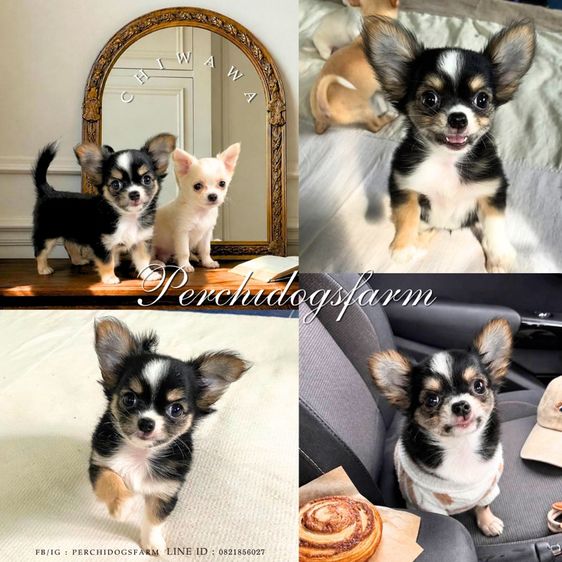 ชิวาวา (Chihuahua) กลาง ชิวาวา หญิง
