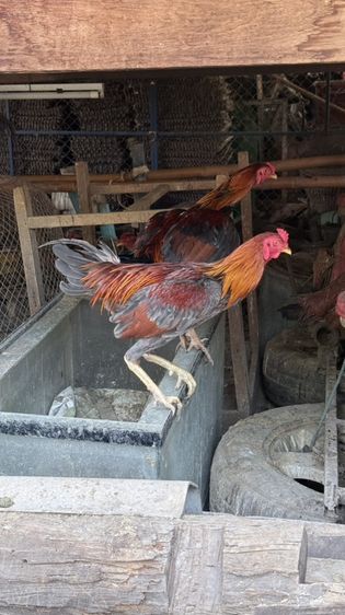 ไก่ชนพม่า