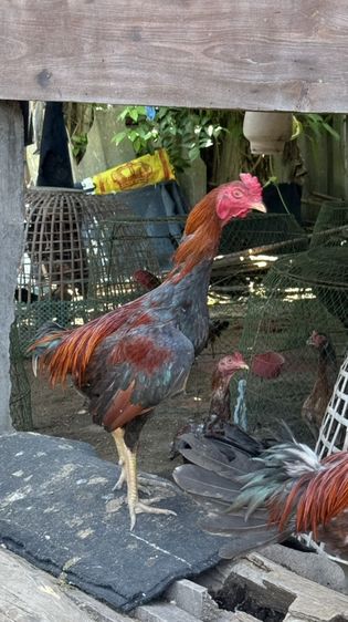 ไก่ชนพม่า รูปที่ 4