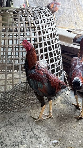 ไก่ชนพม่า รูปที่ 2