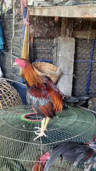 ไก่ชนพม่า รูปที่ 3