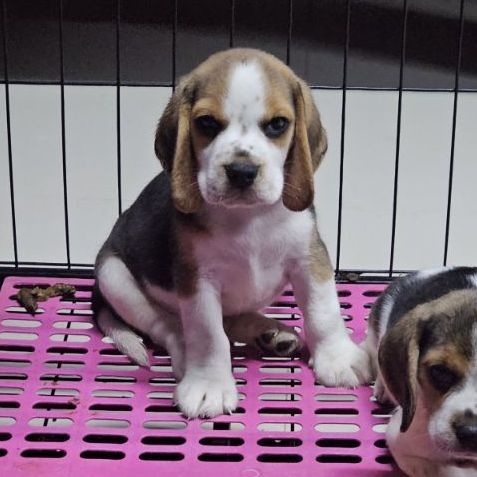 ลูกสุนัขบีเกิ้ลผู้ สายเลือดดี
