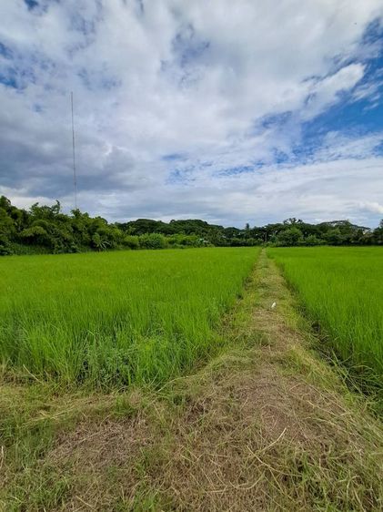 ขายด่วนที่ดินปลูกบ้านสวน  ราคาไม่แพงถูกสุดๆ ที่ดินติดหมู่บ้าน สถานที่ตั้ง บ้านตาด ตำบล บ้านตาด อำเภอเมืองอุดรธานี แผ่นดินธรรมแผ่นดินทอง ใกล้วัดป่าบ้านตาด1กิโลเมตรใกล้สนามบิน6กิโล รูปที่ 2