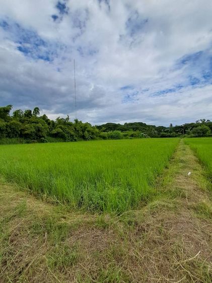 ขายด่วนที่ดินปลูกบ้านสวน  ราคาไม่แพงถูกสุดๆ ที่ดินติดหมู่บ้าน สถานที่ตั้ง บ้านตาด ตำบล บ้านตาด อำเภอเมืองอุดรธานี แผ่นดินธรรมแผ่นดินทอง ใกล้วัดป่าบ้านตาด1กิโลเมตรใกล้สนามบิล6กิโล