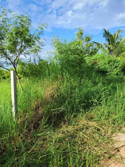 ขายด่วนที่ดินปลูกบ้านสวน  ราคาไม่แพงถูกสุดๆ ที่ดินติดหมู่บ้าน สถานที่ตั้ง บ้านตาด ตำบล บ้านตาด อำเภอเมืองอุดรธานี แผ่นดินธรรมแผ่นดินทอง ใกล้วัดป่าบ้านตาด1กิโลเมตรใกล้สนามบิล6กิโล รูปที่ 3