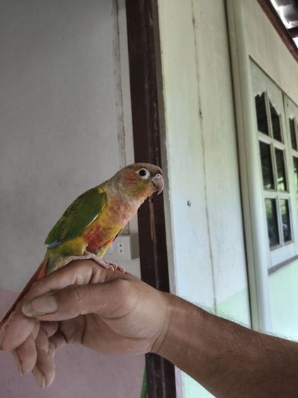 นกแก้ว น้องคุ้นมือมาก