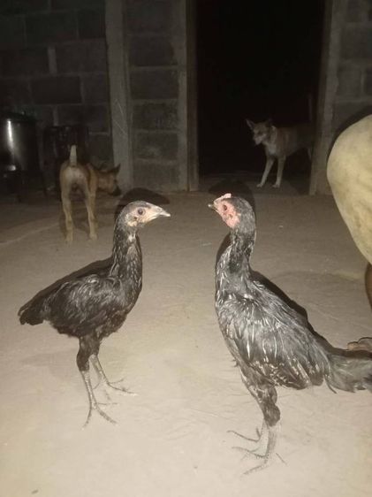 ไก่ชนพม่า หลานยียร์สนั่น+ป.วุฒิ100