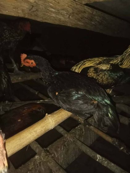 ไก่ชนพม่า หลานเยียร์สนั่น+ป.วุฒิ100