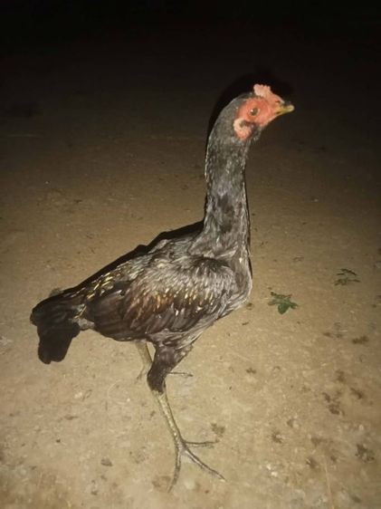 ไก่ชนพม่า หลานเยียร์สนั่น+ป.วุฒิ100