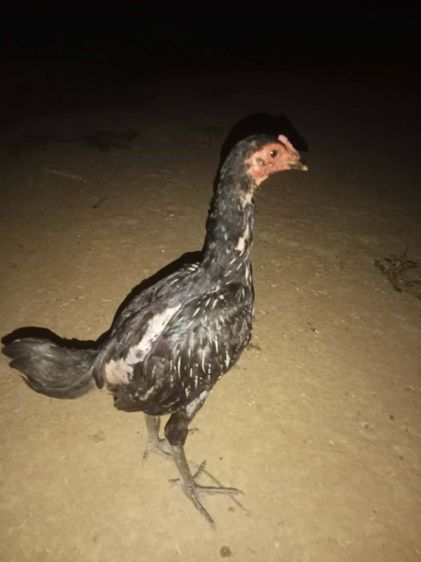 ไก่ชนพม่าหลานเยียร์สนั่น