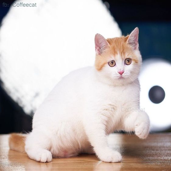 แมว british short hair เพศหญิงมีใบWCF ราคาพิเศญ รูปที่ 2