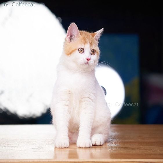 แมว british short hair เพศหญิงมีใบWCF ราคาพิเศญ รูปที่ 5
