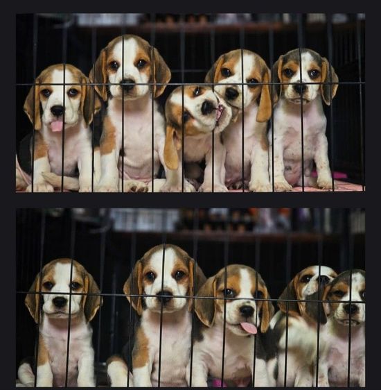 บีเกิล (Beagle) เล็ก ลูกบีเกิ้ล แท้ สายเลือดดี