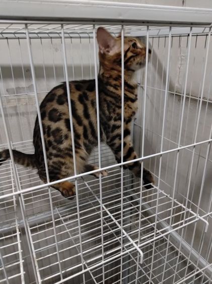 อเมริกัน ชอร์ตแฮร์ (American Shorthair) ตัวผู้ กับ ตัวเมีย4เดือนตัวละ5500 ราคาพูดคุยกันครับ