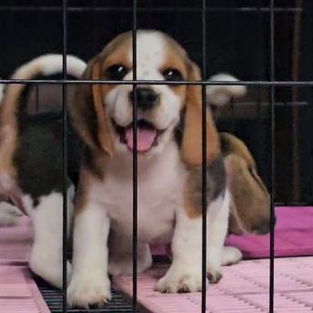 บีเกิล (Beagle) เล็ก ลูกสุนัขบึเกิ้ล ผู้ แท้ สายเลือดดี