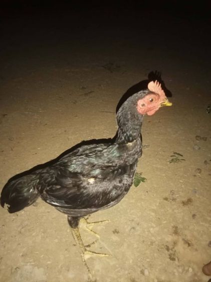 ไก่ชนพม่าหลานเยียร์สนั่น+ป.วุฒิ100