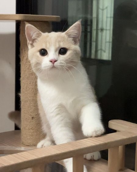 สก็อตติช โฟลด์ (Scottish Fold) สก๊อตติชหูตั้ง เพศเมีย