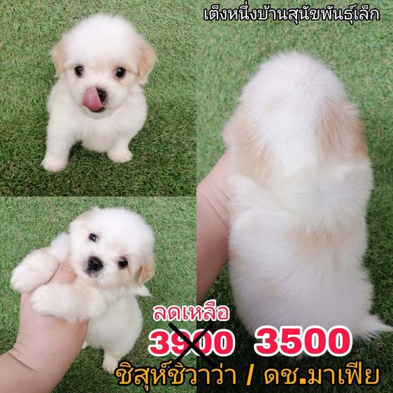 ด่วน เริ่มเเค่ 3000 ชิสุห์ผสมปอม  ชิสุห์ผสมชิวาว่า ไซส์เล็ก พร้อมย้าย