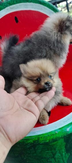 ขายหมาปอมแท้ รูปที่ 4