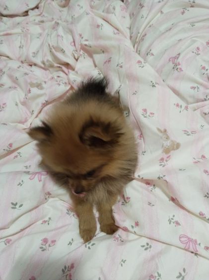 ปอมเมอเรเนียน (Pomeranian) เล็ก ขายหมาปอมแท้