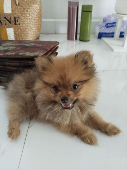 ขายหมาปอมแท้ รูปที่ 3