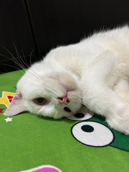 เมนคูน (Maine Coon) แมวเมนคูนผสมสก็อตติช