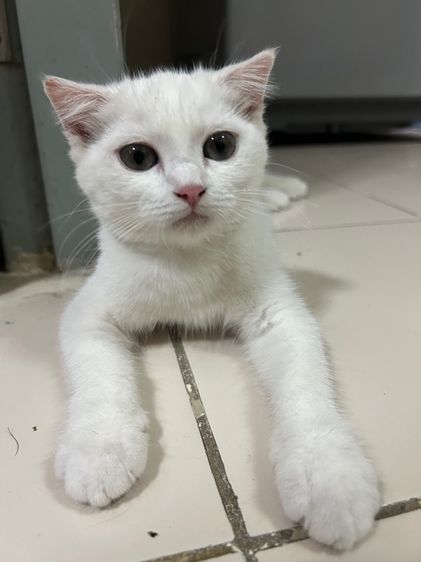 สก็อตติช โฟลด์ (Scottish Fold) ขายแมวสก๊อตติช