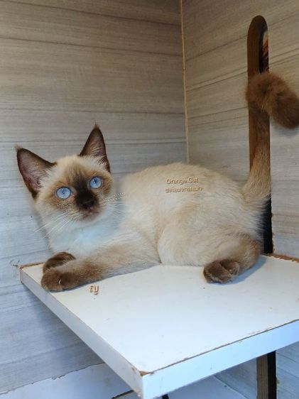 สก็อตติช โฟลด์ (Scottish Fold) แมวสก้อตติช แมวหน้าไหม้ แมวเห็ด เพศเมีย อายุ3เดืนตรึ่ง คะวัคซีนแล้ว1เข็มก่อนย้ายตรวจหัดแมวฟรีรับประกันเอดส์แมวกับรูคีเมียคะ
