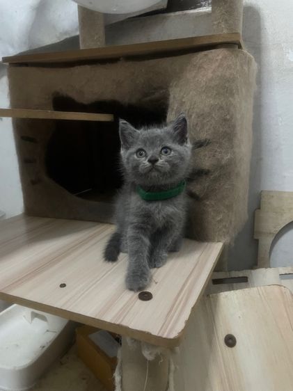 ดช บริติช รูปที่ 6