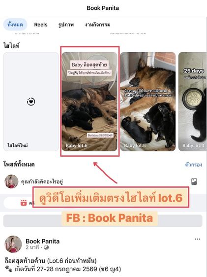 ลูกสุนัขเยอรมันเชพเพิร์ด (อัลเซเชี่ยน สุนัขตำรวจ) ว่าง เมีย 1 ตัวสุดท้าย!! รูปที่ 2