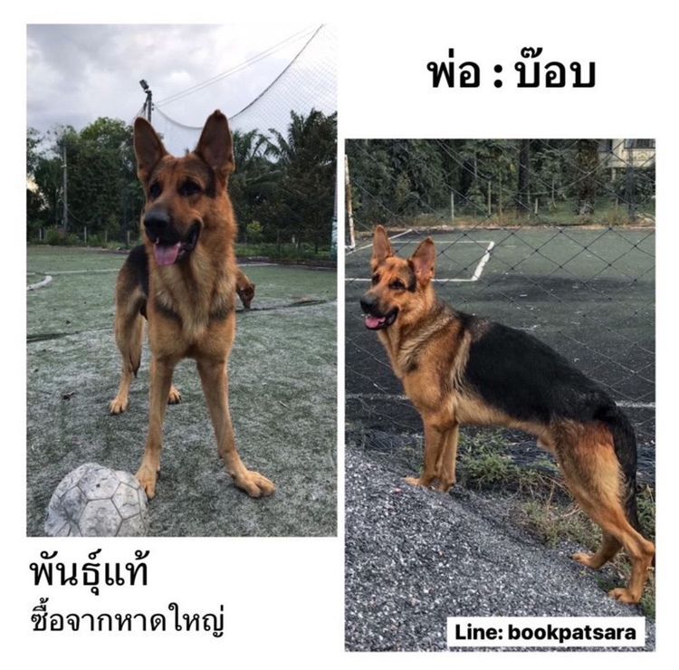 ลูกสุนัขเยอรมันเชพเพิร์ด (อัลเซเชี่ยน สุนัขตำรวจ) ว่าง เมีย 1 ตัวสุดท้าย!! รูปที่ 5