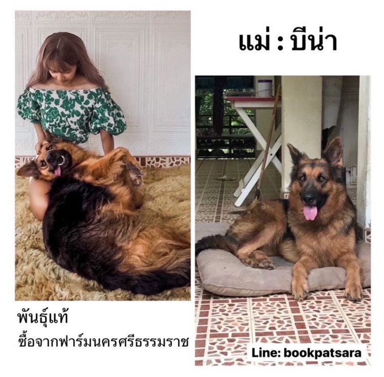 ลูกสุนัขเยอรมันเชพเพิร์ด (อัลเซเชี่ยน สุนัขตำรวจ) ว่าง เมีย 1 ตัวสุดท้าย!! รูปที่ 4
