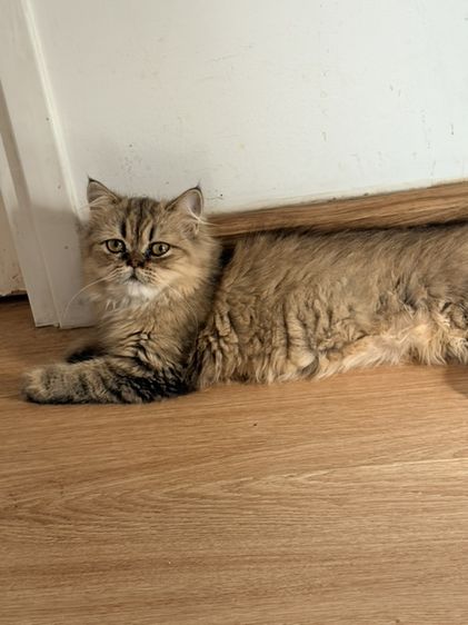 ขายแมวชินชิล่าโกลเด้น รูปที่ 4