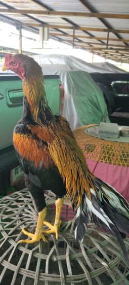 ไก่เหลืองหางขาว8เดือน