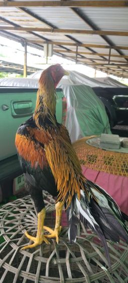 ไก่เหลืองหางขาว8เดือน รูปที่ 4
