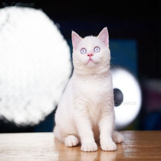 บริติช ชอร์ตแฮร์ (British Shorthair) เด็กชายบริติช short hair สีเรดพอยท์ แววตาฟ้าสายพันธุ์แท้มีเพดดีกรี wcf