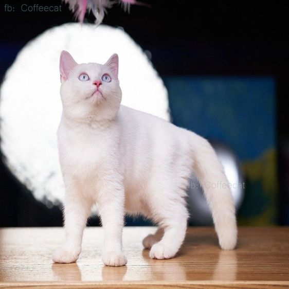 เด็กหญิงสีเรดพ้อยท์ british shorthair ตาฟ้า สายพันธุ์แท้มีเพดดีกรี wcf รูปที่ 3
