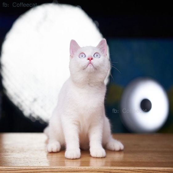 เด็กหญิงสีเรดพ้อยท์ british shorthair ตาฟ้า สายพันธุ์แท้มีเพดดีกรี wcf รูปที่ 7