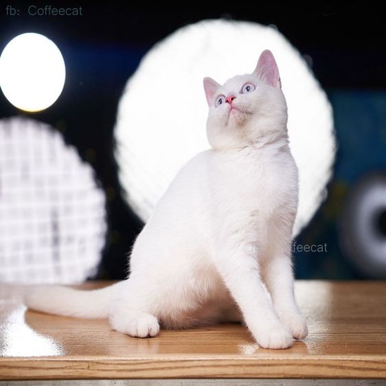 เด็กหญิงสีเรดพ้อยท์ british shorthair ตาฟ้า สายพันธุ์แท้มีเพดดีกรี wcf รูปที่ 5