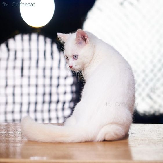 เด็กหญิงสีเรดพ้อยท์ british shorthair ตาฟ้า สายพันธุ์แท้มีเพดดีกรี wcf รูปที่ 4