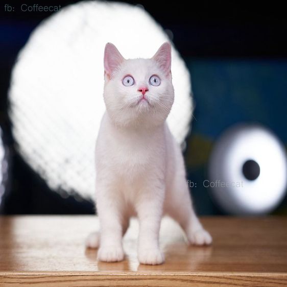 เด็กหญิงสีเรดพ้อยท์ british shorthair ตาฟ้า สายพันธุ์แท้มีเพดดีกรี wcf รูปที่ 8