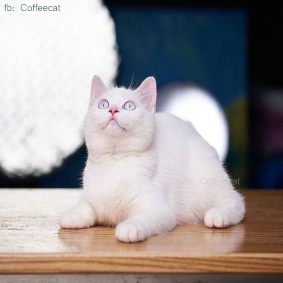 เด็กหญิงสีเรดพ้อยท์ british shorthair ตาฟ้า สายพันธุ์แท้มีเพดดีกรี wcf