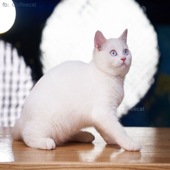 เด็กหญิงสีเรดพ้อยท์ british shorthair ตาฟ้า สายพันธุ์แท้มีเพดดีกรี wcf รูปที่ 6
