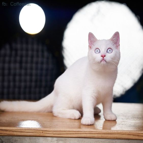 เด็กหญิงสีเรดพ้อยท์ british shorthair ตาฟ้า สายพันธุ์แท้มีเพดดีกรี wcf รูปที่ 2